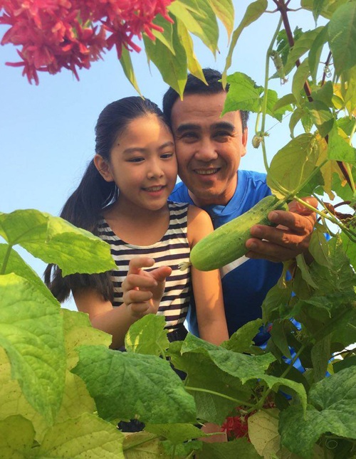 Dưa chuột sai trĩu trong vườn trái nhà Quyền Linh