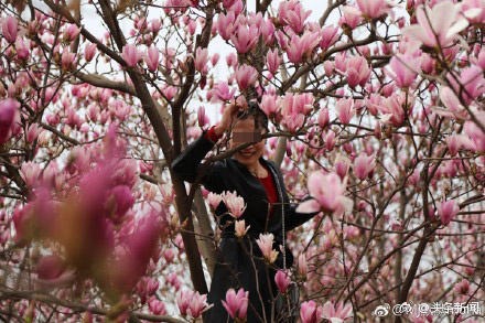 Bất chấp lệnh phạt, khách Trung Quốc vẫn vô tư trèo cây ngắt hoa chụp ảnh - 3 Đứng giữa cây hoa nở rộ để chụp hình