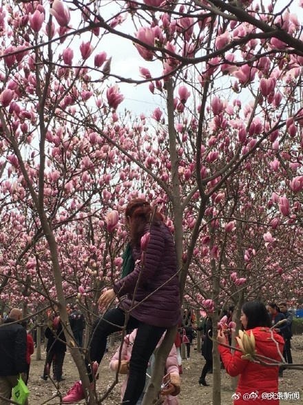 Bất chấp lệnh phạt, khách Trung Quốc vẫn vô tư trèo cây ngắt hoa chụp ảnh - 2 Không khó khi bắt gặp những hình ảnh phản cảm này tại các vườn hoa ở Trung Quốc