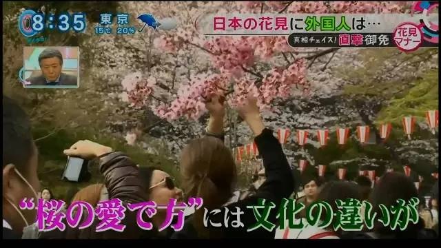 Bất chấp lệnh phạt, khách Trung Quốc vẫn vô tư trèo cây ngắt hoa chụp ảnh - 4 Năm ngoái, người Trung Quốc được phen muối mặt khi hình ảnh của người dân nước mình được đăng tải nhiều trên các kênh truyền thông Nhật Bản