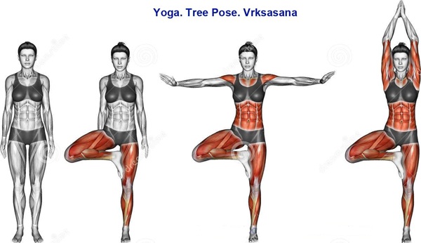 Động tác yoga tác động tới các cơ như thế nào? - 2
Tư thế cái cây