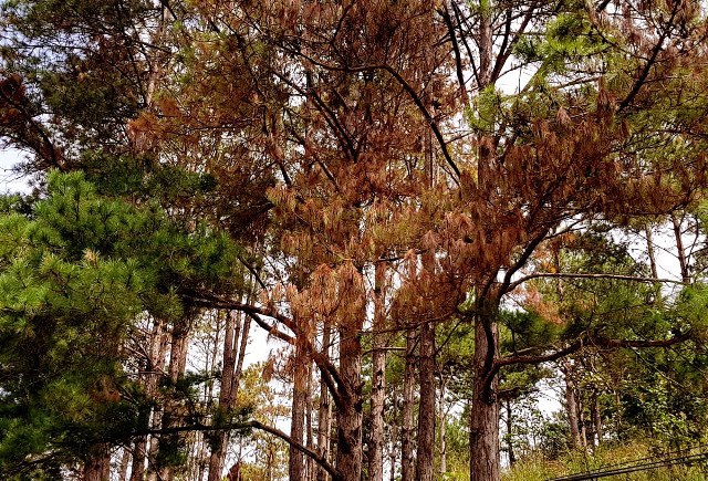 Lá thông chuyển từ màu xanh sang màu úa đỏ
