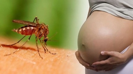 Dịch Zika tràn ra toàn thành, 51 thai phụ nhiễm bệnh - 1 Đã có 51 thai phụ nhiễm vi rút Zika, 19 trẻ chào đời chưa phát hiện tật đầu nhỏ (ảnh minh họa)