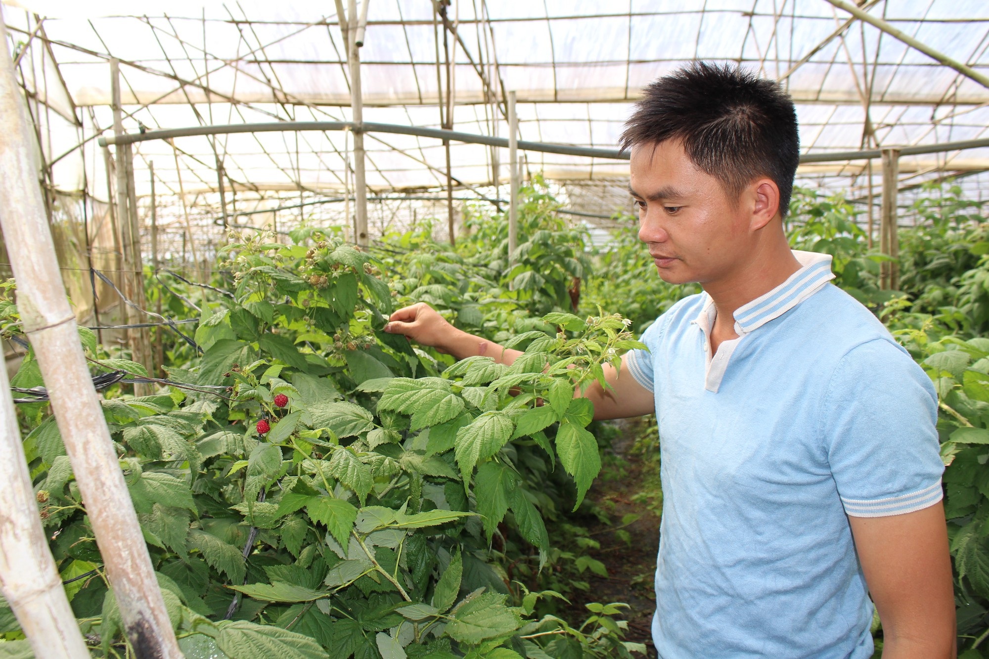 Lâm Đồng: Bỏ làm kỹ sư về trồng phúc bồn tử thu gần 1 tỷ mỗi năm - 1 Anh Nguyễn Văn Lưỡng đang chăm sóc vườn phúc bồn tử của gia đình