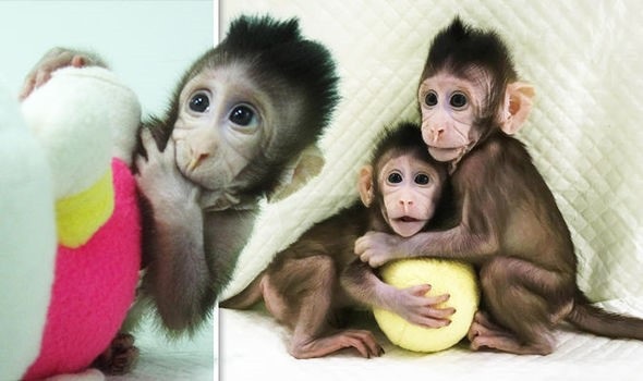Các nhà khoa học Trung Quốc lần đầu tiên nhân bản thành công khỉ - 1 Các nhà khoa học Trung Quốc lần đầu tiên nhân bản thành công khỉ - 1