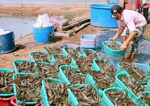 Đại gia thủy sản vỡ trận: Nợ 10 ngàn tỷ, lỗ nặng 700 tỷ đồng - 2 Đại gia thủy sản vỡ trận: Nợ 10 ngàn tỷ, lỗ nặng 700 tỷ đồng - 2