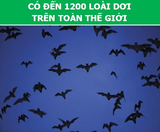 Khám phá những sự thật thú vị về loài dơi - 1