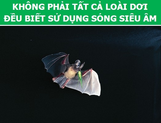 Khám phá những sự thật thú vị về loài dơi - 5