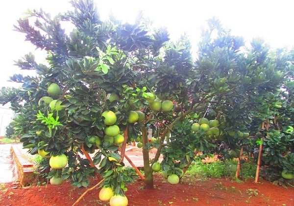 Trồng 1,5ha bưởi Diễn bán Tết, lãi hơn 200 triệu/năm - 4 Nhờ cách chăm sóc khoa học và tỉ mỉ, vườn cây của gia đình ông Khởi phát triển tốt và sai trĩu quả