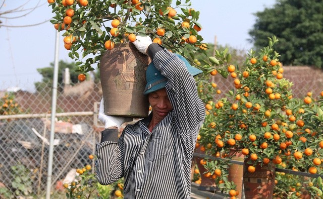 Cào tuyết đá phạt và biển cấm dừng quá 5 phút trước trạm BOT - 10 Còn gần một tháng nữa là tới Tết Nguyên đán, các nhà vườn trồng đào, quất ở Tứ Liên và Nhật Tân (Hà Nội) đang tất bật vào vụ, phát sinh vô số việc làm cho những lao động thời vụ với mức thu nhập khá cao. (Ảnh: Trọng Trinh)