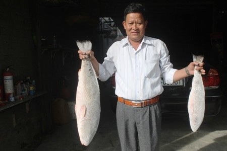 Khánh Hòa: Săn lùng cặp cá sủ vàng, giá 1,5 tỷ đồng chưa bán - 1 Cặp cá sủ vàng giá bạc tỷ được nhiều đại gia đang truy tìm