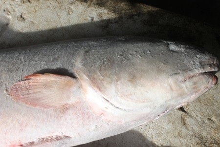 Khánh Hòa: Săn lùng cặp cá sủ vàng, giá 1,5 tỷ đồng chưa bán - 3 Cặp cá quý hiếm đang được bảo quản rất cẩn thận