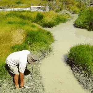 Chỉ là cho cá sấu ăn thôi mà