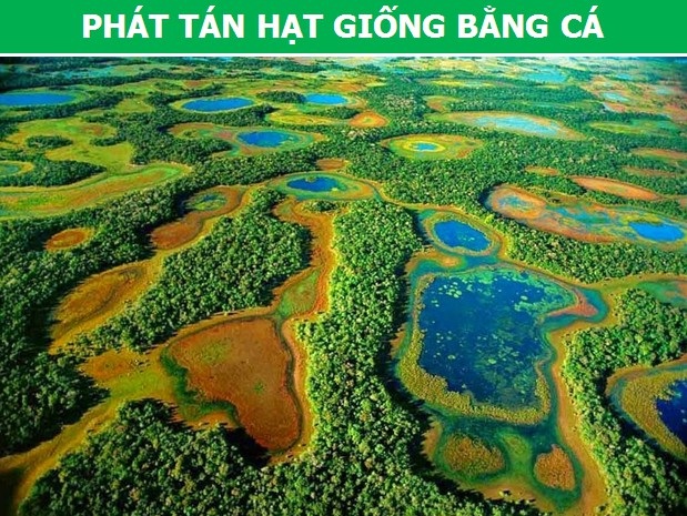 Khám phá những phương pháp phát tán hạt giống đặc biệt của thực vật - 3 Khám phá những phương pháp phát tán hạt giống đặc biệt của thực vật - 3