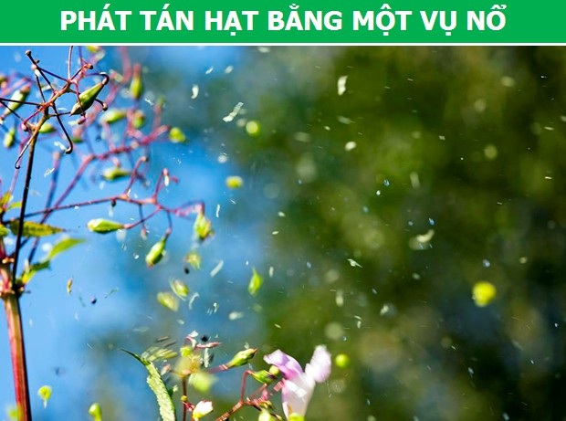 Khám phá những phương pháp phát tán hạt giống đặc biệt của thực vật - 5 Khám phá những phương pháp phát tán hạt giống đặc biệt của thực vật - 5