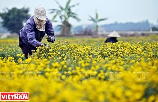 Rộn ràng mùa thu hoạch hoa cúc tiến vua ở thôn Nghĩa Trai - 11 Rộn ràng mùa thu hoạch hoa cúc tiến vua ở thôn Nghĩa Trai - 11
