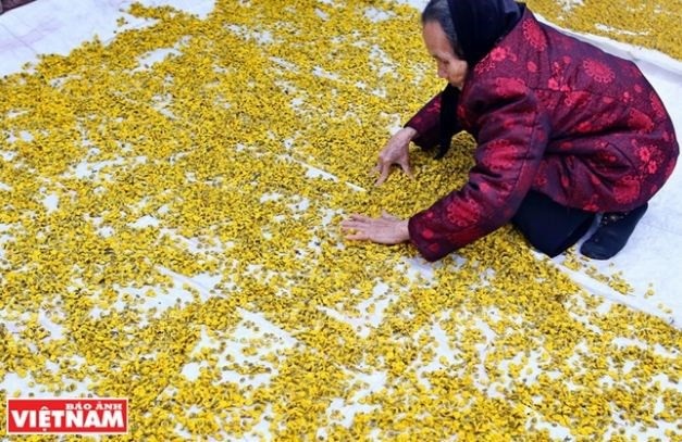 Rộn ràng mùa thu hoạch hoa cúc tiến vua ở thôn Nghĩa Trai - 15 Rộn ràng mùa thu hoạch hoa cúc tiến vua ở thôn Nghĩa Trai - 15