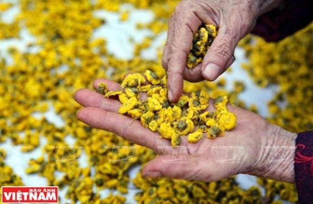 Rộn ràng mùa thu hoạch hoa cúc tiến vua ở thôn Nghĩa Trai - 17
Gia đình cụ Sâm trồng 3 sào hoa,trồng từ tháng 6 đến tháng 12 hàng năm thu hoạch cho thu nhập cả trăm triệu đồng cho mỗi vụ hoa.