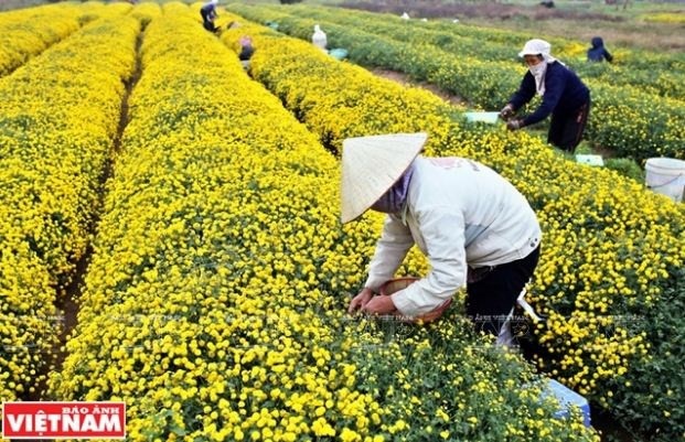 Rộn ràng mùa thu hoạch hoa cúc tiến vua ở thôn Nghĩa Trai - 4 Rộn ràng mùa thu hoạch hoa cúc tiến vua ở thôn Nghĩa Trai - 4
