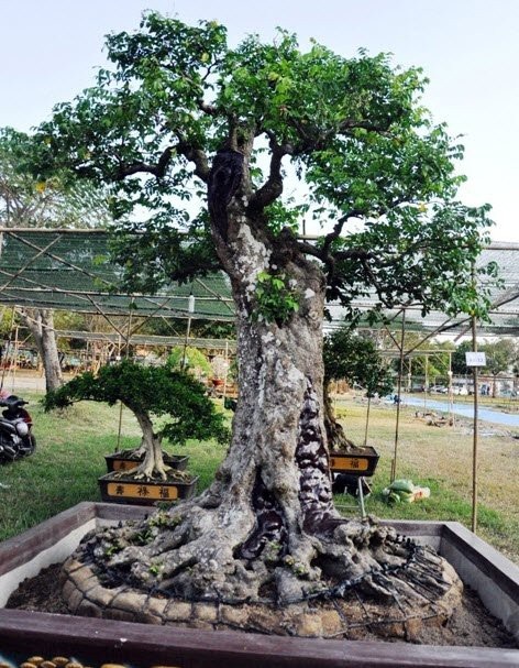 Cặp khế 300 tuổi giá 15 tỷ đồng: Lưu danh dân chơi đất Việt - 7
Phần gốc, thân có nhiều vết u hằn lên ở mỗi nhánh đều ra quả và đã chín vàng.