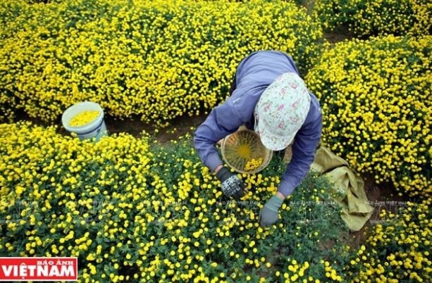 Rộn ràng mùa thu hoạch hoa cúc tiến vua ở thôn Nghĩa Trai - 8 Rộn ràng mùa thu hoạch hoa cúc tiến vua ở thôn Nghĩa Trai - 8