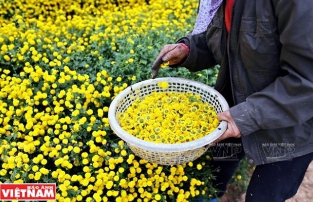 Rộn ràng mùa thu hoạch hoa cúc tiến vua ở thôn Nghĩa Trai - 9 Rộn ràng mùa thu hoạch hoa cúc tiến vua ở thôn Nghĩa Trai - 9