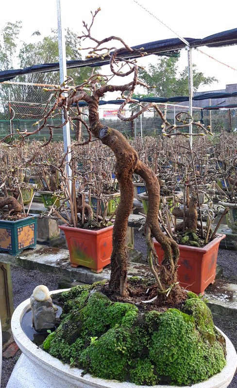 Theo ông Tuấn, hiện mai bonsai đang rất chuộng với người dân miền Trung. Để đáp ứng nhu cầu của khách, ngoài cây mai có dáng thế độc lạ, ông còn thiết kế chậu mai mới để khách hàng lựa chọn.