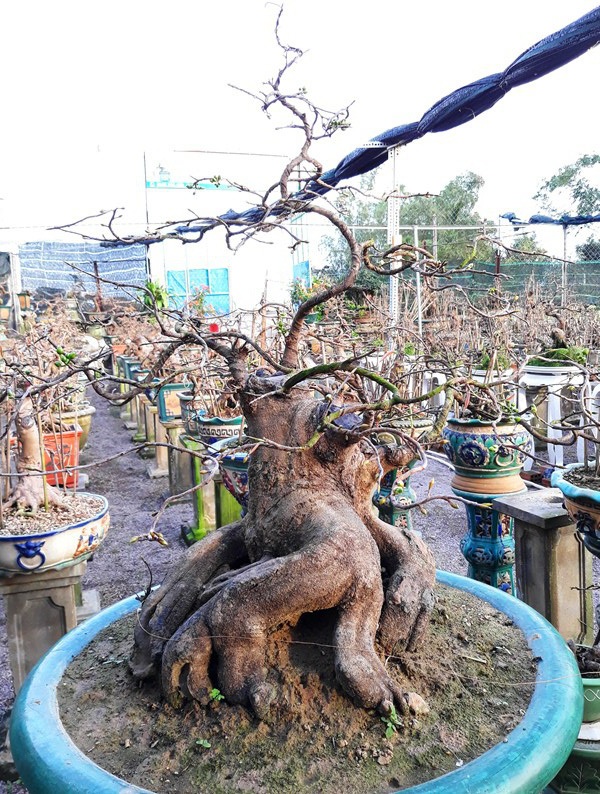 Ông Tuấn cho biết : Gốc mai cổ thụ này mới mua về với giá 60 triệu đồng nhưng sau đó đã có người trả giá hơn 100 triệu đồng. Chỉ vài năm nữa khi các chi to thêm chút nữa thì giá trị của nó phải đến vài trăm triệu.