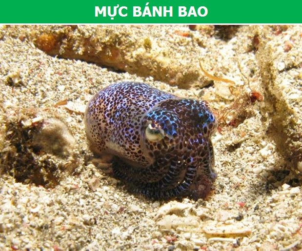 Cận cảnh những loài động vật có khả năng phát sáng đặc biệt nhất trên trái đất - 2 Cận cảnh những loài động vật có khả năng phát sáng đặc biệt nhất trên trái đất - 2