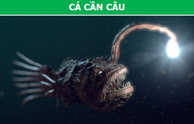 Cận cảnh những loài động vật có khả năng phát sáng đặc biệt nhất trên trái đất - 3 Cận cảnh những loài động vật có khả năng phát sáng đặc biệt nhất trên trái đất - 3