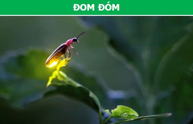 Cận cảnh những loài động vật có khả năng phát sáng đặc biệt nhất trên trái đất - 4 Cận cảnh những loài động vật có khả năng phát sáng đặc biệt nhất trên trái đất - 4
