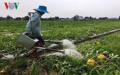 Thời tiết bất lợi, nông dân Bà Rịa - Vũng Tàu lo thất thu dưa hấu Tết - 1 Ông Phạm Văn Quang đang tích cực chăm sóc dây dưa.