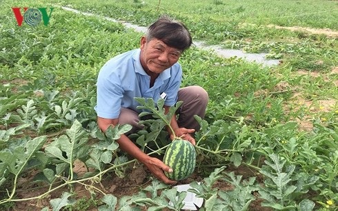Thời tiết bất lợi, nông dân Bà Rịa - Vũng Tàu lo thất thu dưa hấu Tết - 2 Giống dưa Sọc Mỹ cũng bị thất thu nhiều do thời tiết xấu.