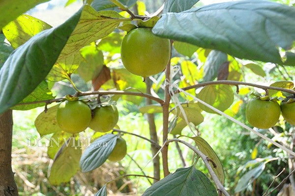 Dân nghèo biên giới "lượm" được hàng chục tỷ đồng từ hồng không hạt - 1 Giống hồng Vành Khuyên rất phù hợp với điều kiện khí hậu và thổ nhưỡng ở vùng đất Văn Lãng.