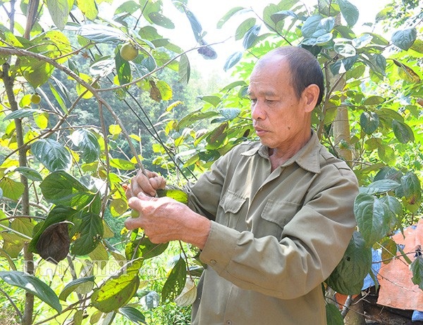 Dân nghèo biên giới "lượm" được hàng chục tỷ đồng từ hồng không hạt - 2 Hồng hái đến đâu được thương lái thu mua tới đó với giá bán dao động từ 16-20 nghìn/kg.