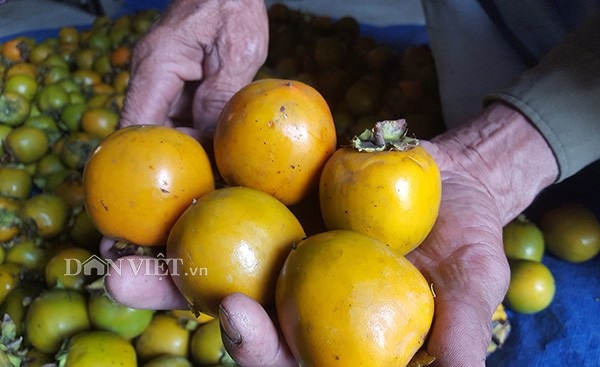 Dân nghèo biên giới "lượm" được hàng chục tỷ đồng từ hồng không hạt - 3 Những trái hồng vàng, bóng mượt này đã giúp người dân nơi đây có thu nhập hàng trăm triệu đồng/năm.