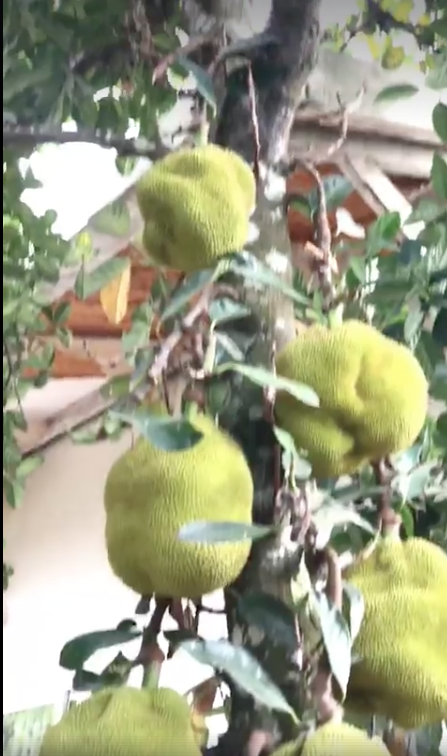 Hé lộ biệt thự nhà vườn bình yên sau bao trầm luân của “Người đẹp Tây Đô” - 12 Hé lộ biệt thự nhà vườn bình yên sau bao trầm luân của “Người đẹp Tây Đô” - 12