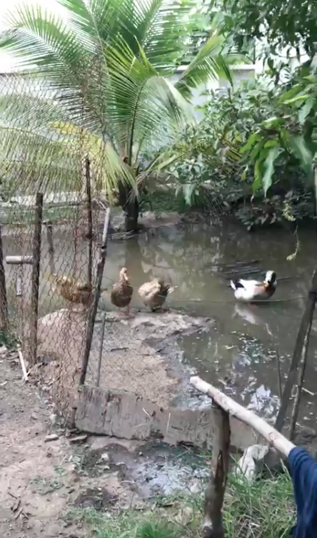 Hé lộ biệt thự nhà vườn bình yên sau bao trầm luân của “Người đẹp Tây Đô” - 16 Việt Trinh khoe nhà cô còn nuôi gà, nuôi vịt lấy trứng.