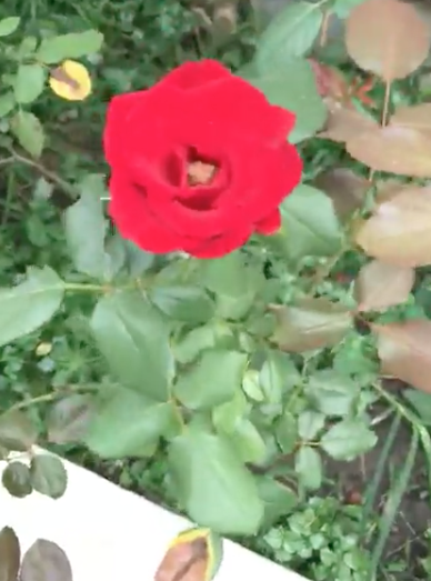 Hé lộ biệt thự nhà vườn bình yên sau bao trầm luân của “Người đẹp Tây Đô” - 18 Hoa hồng khoe sắc.
