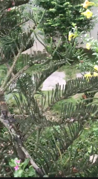 Hé lộ biệt thự nhà vườn bình yên sau bao trầm luân của “Người đẹp Tây Đô” - 19 Và các loại cây cảnh.