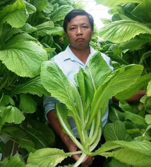 Người đầu tiên ở xứ Nghệ tiên phong với cách trồng rau không cần đất - 3 Sản phẩm rau cải vừa lớn vừa sạch được người tiêu dùng rất ưa chuộng.