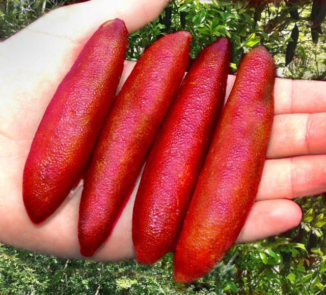 Chanh ngón tay có hương vị lạ giá 3,5 triệu đồng/kg - 2 Chanh ngón tay có hương vị lạ giá 3,5 triệu đồng/kg - 2