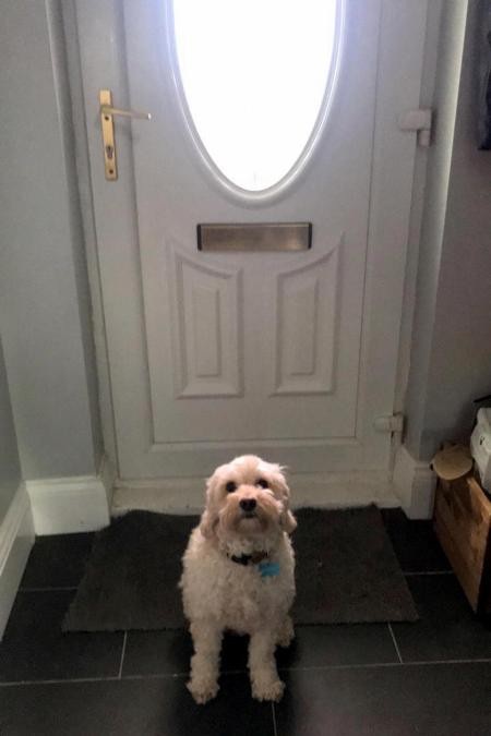 Chú chó nhỏ trông hết sức ngọt ngào khi đứng trước cửa tiễn chủ...