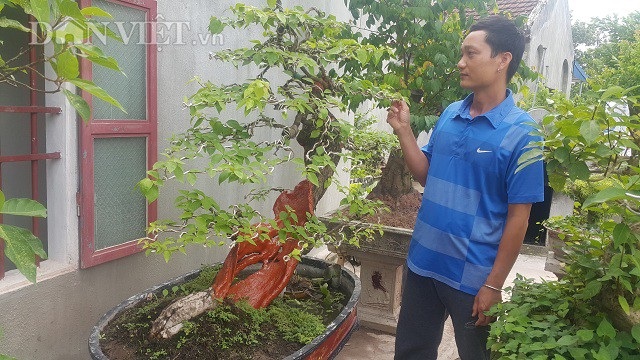 "Cụ" hoa giấy dáng "siêu phàm", còi dí mà giá hơn 100 triệu đồng ở Nam Định - 7