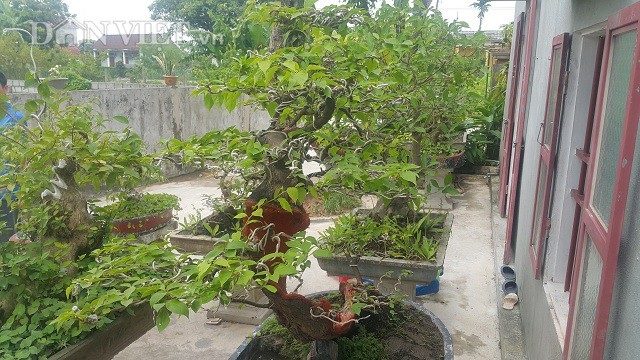 "Cụ" hoa giấy dáng "siêu phàm", còi dí mà giá hơn 100 triệu đồng ở Nam Định - 9 "Cụ" hoa giấy dáng "siêu phàm", còi dí mà giá hơn 100 triệu đồng ở Nam Định - 9