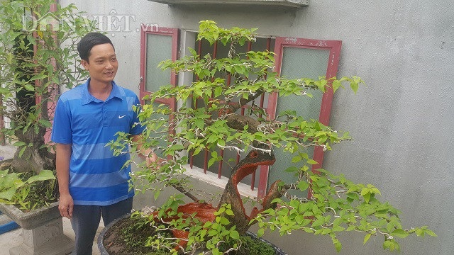 "Cụ" hoa giấy dáng "siêu phàm", còi dí mà giá hơn 100 triệu đồng ở Nam Định - 2
