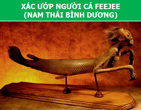 Có hay không sự tồn tại của "Người Cá"? - 1 Có hay không sự tồn tại của "Người Cá"? - 1