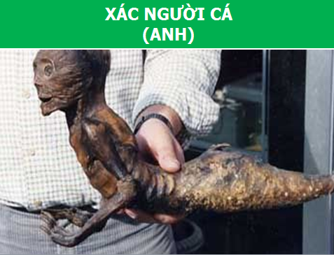 Có hay không sự tồn tại của "Người Cá"? - 2 Có hay không sự tồn tại của "Người Cá"? - 2