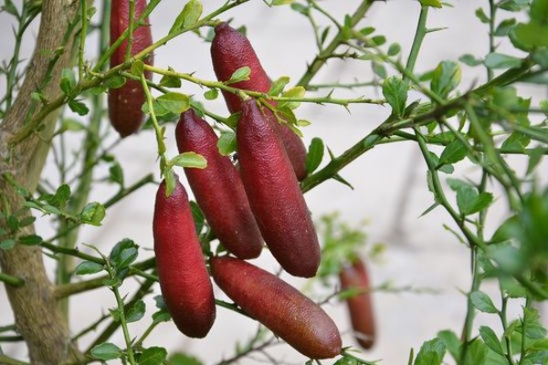 Nhà gỗ sưa đỏ trăm tỷ đồng không bán; trang điểm mùa cưới kiếm chục triệu đồng/ngày - 4 Nhà gỗ sưa đỏ trăm tỷ đồng không bán; trang điểm mùa cưới kiếm chục triệu đồng/ngày - 4