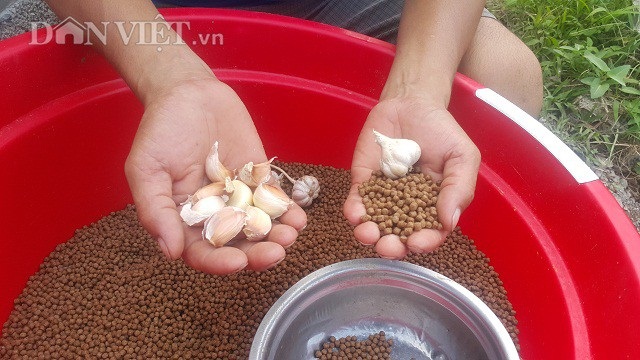 Ninh Bình: 8X mỗi năm kiếm gần nửa tỷ đồng nhờ nuôi ếch ộp - 4 Để tăng cường sức đề kháng cho đàn ếch, anh Tập thường xuyên giã nhuyễn tỏi sau đó trộn vào thức ăn và cho ếch ăn hàng ngày.